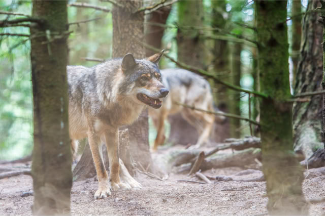 Mazury, las, stado wilków. Fotoreportaż - Krajobrazy, przyroda na świecie.