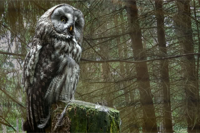 Sowa w lesie na Mazurach. Fotoreportaż - Krajobrazy, przyroda na świecie.