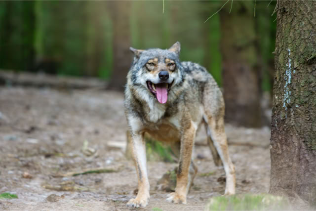 Wilk, polujący, szukający pożywienia. Mazury. Fotoreportaż - Krajobrazy, przyroda na świecie.