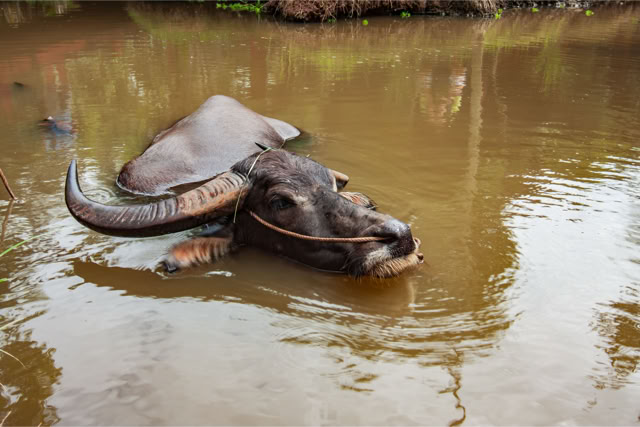Tajlandia, okolice Krabi. Fotoreportaż - Krajobrazy, przyroda na świecie.