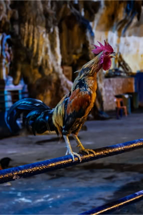 Kuala Lumpur w jednej z jaskiń żyją koguty. Fotoreportaż - Krajobrazy, przyroda na świecie.