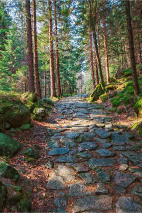Fotoreportaż - Krajobrazy, przyroda na świecie. Wejście na Rycerzową. Beskid Śląski.