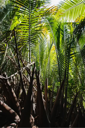 Region Delty Mekongu – region Wietnamu, w południowo-zachodniej części kraju. Region położony jest nad ujściem rzeki Mekong do Morza Południowochińskiego, która wraz ze swoimi odnogami tworzy rozległą deltę. Wietnam, Sajgon. Fotoreportaż - Krajobrazy, przyroda na świecie.