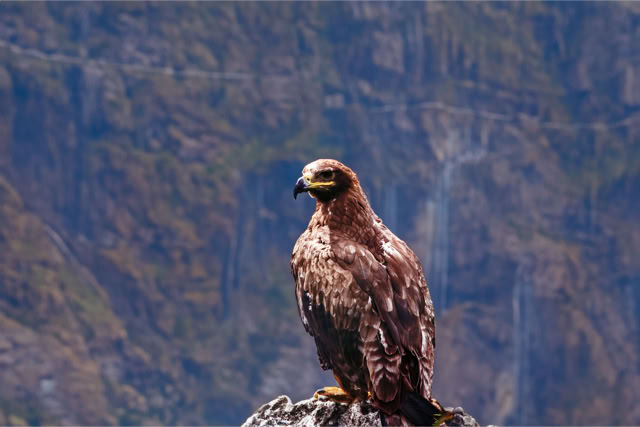 Orzeł w na skraju lasu. Okolice Karkonoszy. Fotoreportaż - Krajobrazy, przyroda na świecie.