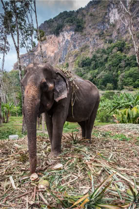 Farma słoni, prowincja Krabi, Tajlandia. Fotoreportaż - Krajobrazy, przyroda na świecie.