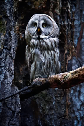 Sowa w lesie na Mazurach. Fotoreportaż - Krajobrazy, przyroda na świecie.